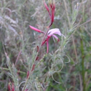 Epilobium hirtigerum at Fadden, ACT - 2 Feb 2016