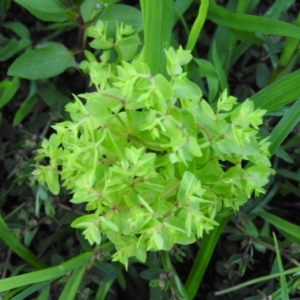 Euphorbia peplus at Fadden, ACT - 2 Feb 2016 08:00 PM