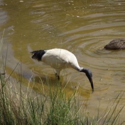 Threskiornis molucca (Australian White Ibis) at Paddys River, ACT - 22 Nov 2015 by galah681