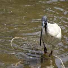 Threskiornis molucca at Paddys River, ACT - 22 Nov 2015 10:22 AM