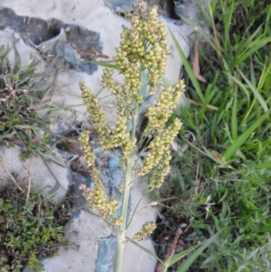 Sorghum bicolor at Fadden, ACT - 2 Feb 2016