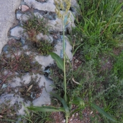 Sorghum bicolor at Fadden, ACT - 2 Feb 2016