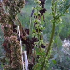 Rumex crispus (Curled Dock) at Fadden Hills Pond - 2 Feb 2016 by RyuCallaway