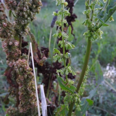 Rumex crispus (Curled Dock) at Fadden, ACT - 2 Feb 2016 by RyuCallaway