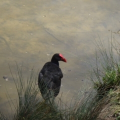 Porphyrio melanotus (Australasian Swamphen) at Paddys River, ACT - 22 Nov 2015 by galah681