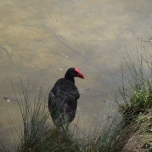 Porphyrio melanotus at Paddys River, ACT - 22 Nov 2015 10:23 AM