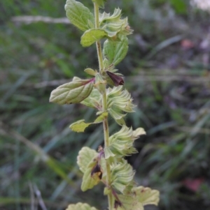 Mentha pulegium at Fadden, ACT - 2 Feb 2016