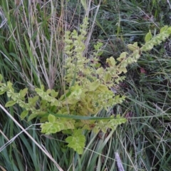 Mentha pulegium at Fadden, ACT - 2 Feb 2016