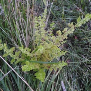 Mentha pulegium at Fadden, ACT - 2 Feb 2016 08:03 PM