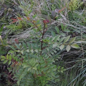 Fraxinus sp. at Fadden, ACT - 2 Feb 2016