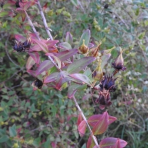 Hypericum patulum at Fadden, ACT - 2 Feb 2016