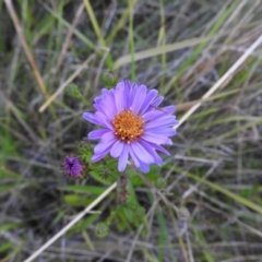 Symphyotrichum novi-belgii (Michaelmas Daisy) at Fadden, ACT - 2 Feb 2016 by ArcherCallaway