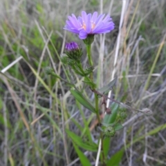 Symphyotrichum novi-belgii at Fadden, ACT - 2 Feb 2016