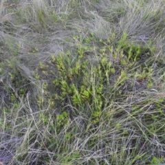 Symphyotrichum novi-belgii at Fadden, ACT - 2 Feb 2016