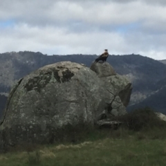 Aquila audax (Wedge-tailed Eagle) at Rendezvous Creek, ACT - 3 Feb 2016 by jackfrench