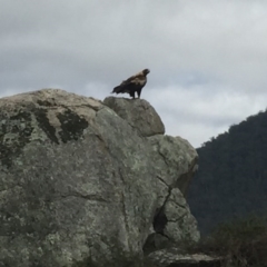 Aquila audax at Rendezvous Creek, ACT - 3 Feb 2016