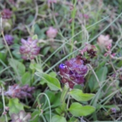 Prunella vulgaris (Self-heal, Heal All) at Fadden, ACT - 2 Feb 2016 by ArcherCallaway