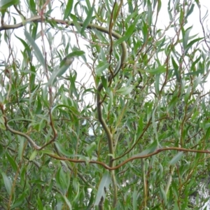 Salix matsudana at Fadden, ACT - 2 Feb 2016