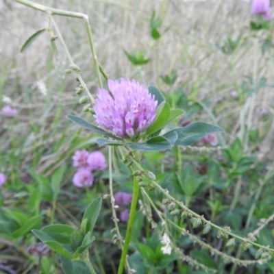 Trifolium fragiferum (Strawberry Clover) at Fadden Hills Pond - 2 Feb 2016 by RyuCallaway