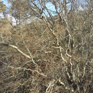 Salix matsudana at O'Malley, ACT - 7 Jun 2015