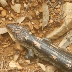 Tiliqua nigrolutea (Blotched Blue-tongue) at Kosciuszko National Park - 30 Jan 2016 by MichaelMulvaney