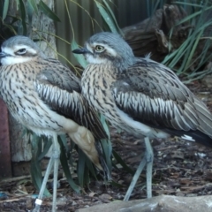 Burhinus grallarius (Bush Stone-curlew) at National Zoo and Aquarium - 28 Jul 2015 by michaelb