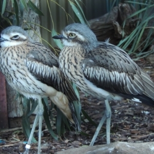 Burhinus grallarius at Molonglo Valley, ACT - 28 Jul 2015