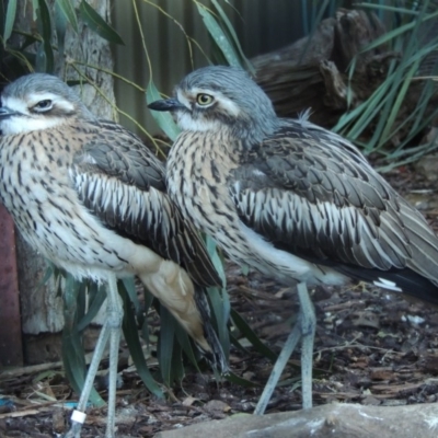 Burhinus grallarius (Bush Stone-curlew) at Molonglo Valley, ACT - 28 Jul 2015 by MichaelBedingfield