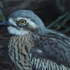 Burhinus grallarius at Molonglo Valley, ACT - 28 Jul 2015