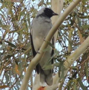 Coracina novaehollandiae at Greenway, ACT - 16 Apr 2014