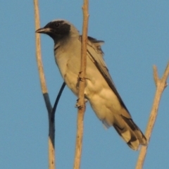 Coracina novaehollandiae (Black-faced Cuckooshrike) at Greenway, ACT - 11 Mar 2015 by michaelb