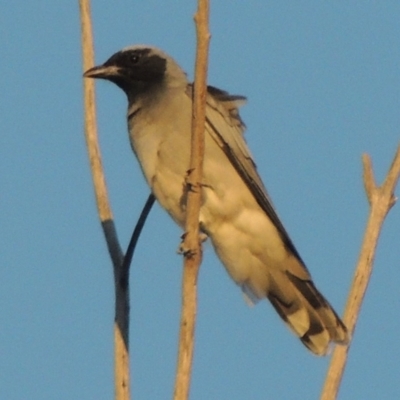 Coracina novaehollandiae (Black-faced Cuckooshrike) at Greenway, ACT - 11 Mar 2015 by michaelb