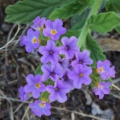 Heliotropium amplexicaule (Blue Heliotrope) at Googong, NSW - 4 Feb 2016 by Wandiyali