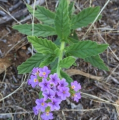 Heliotropium amplexicaule at Googong, NSW - 5 Feb 2016