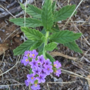 Heliotropium amplexicaule at Googong, NSW - 5 Feb 2016