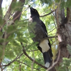 Strepera graculina (Pied Currawong) at Tuggeranong Hill - 23 Feb 2014 by michaelb