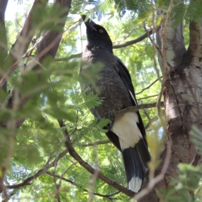 Strepera graculina (Pied Currawong) at Tuggeranong Hill - 23 Feb 2014 by michaelb