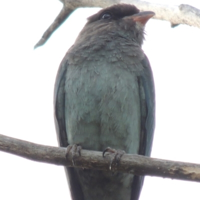 Eurystomus orientalis (Dollarbird) at Point Hut to Tharwa - 6 Mar 2014 by MichaelBedingfield