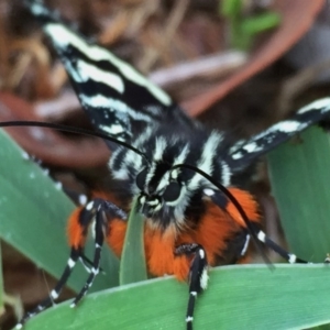 Comocrus behri at Googong, NSW - 5 Feb 2016