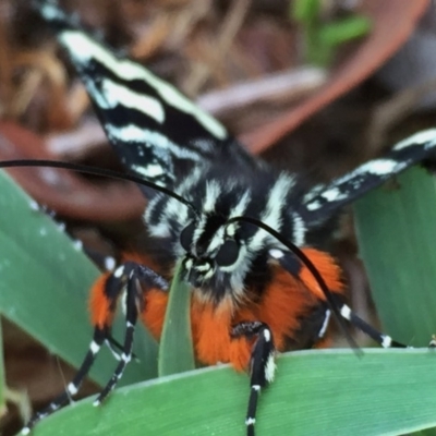 Comocrus behri (Mistletoe Day Moth) at Googong, NSW - 4 Feb 2016 by Wandiyali