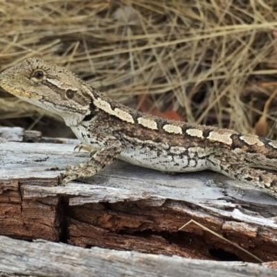 Amphibolurus muricatus (Jacky Lizard) at Googong, NSW - 5 Feb 2016 by Wandiyali