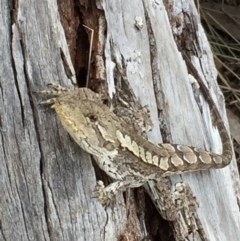 Amphibolurus muricatus at Googong, NSW - 5 Feb 2016 08:31 AM
