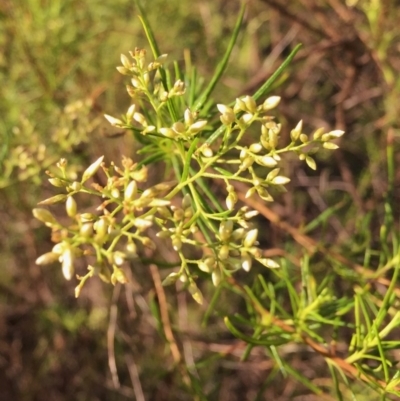 Cassinia quinquefaria (Rosemary Cassinia) at Wandiyali-Environa Conservation Area - 4 Feb 2016 by Wandiyali