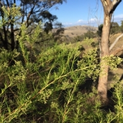 Cassinia quinquefaria at Googong, NSW - 5 Feb 2016 08:43 AM