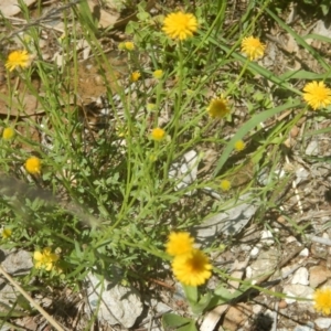 Calotis lappulacea at Yarralumla, ACT - 4 Feb 2016 01:37 PM