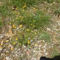 Calotis lappulacea at Yarralumla, ACT - 4 Feb 2016 01:37 PM