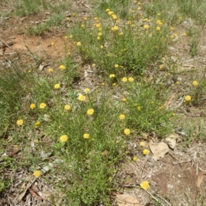 Calotis lappulacea at Yarralumla, ACT - 4 Feb 2016 01:41 PM