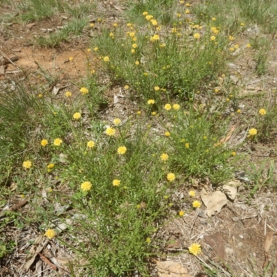 Calotis lappulacea (Yellow Burr Daisy) at Yarralumla, ACT - 4 Feb 2016 by MichaelMulvaney