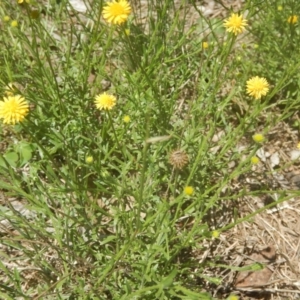 Calotis lappulacea at Yarralumla, ACT - 4 Feb 2016 01:41 PM