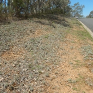 Leucochrysum albicans subsp. tricolor at Yarralumla, ACT - 4 Feb 2016